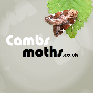 (c) Cambsmoths.co.uk